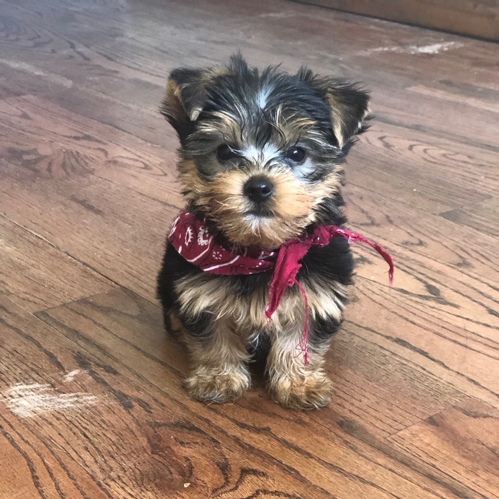 Meet your Posher, Liz